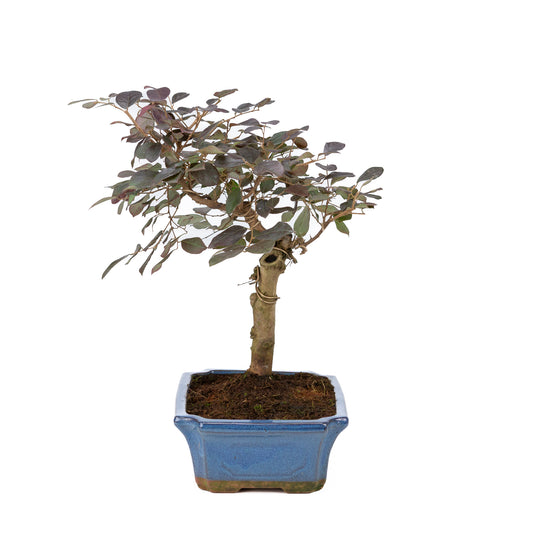 Loropetalum rubra Bonsai im blauen Topf, 24 cm Durchmesser, Höhe ca. 40 cm
