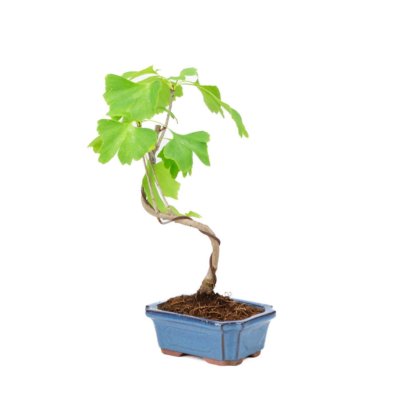 Ginkgo biloba blauer rechteckige Schale, 15 cm Durchmesser, Höhe ca. 32 cm