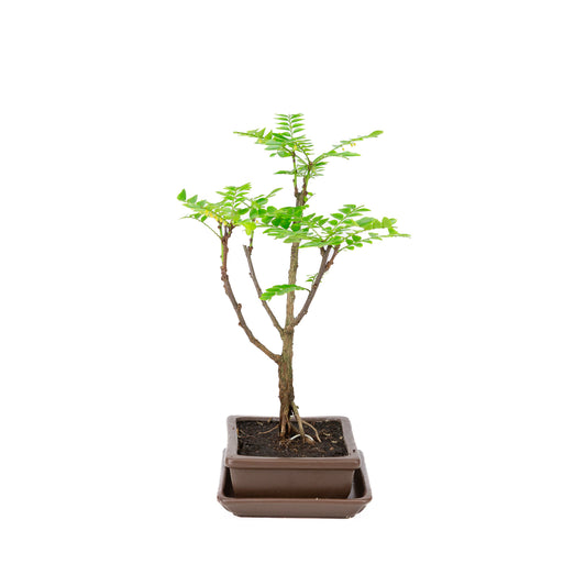 Phyllanthus buxifolius Bonsai im braunen Topf, 15,5 cm Durchmesser, Höhe ca. 33 cm