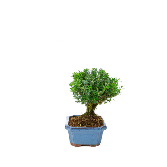 Buxus harlandii, besenförmig, blaue Schale, 19 cm Durchmesser, Höhe ca. 25 cm