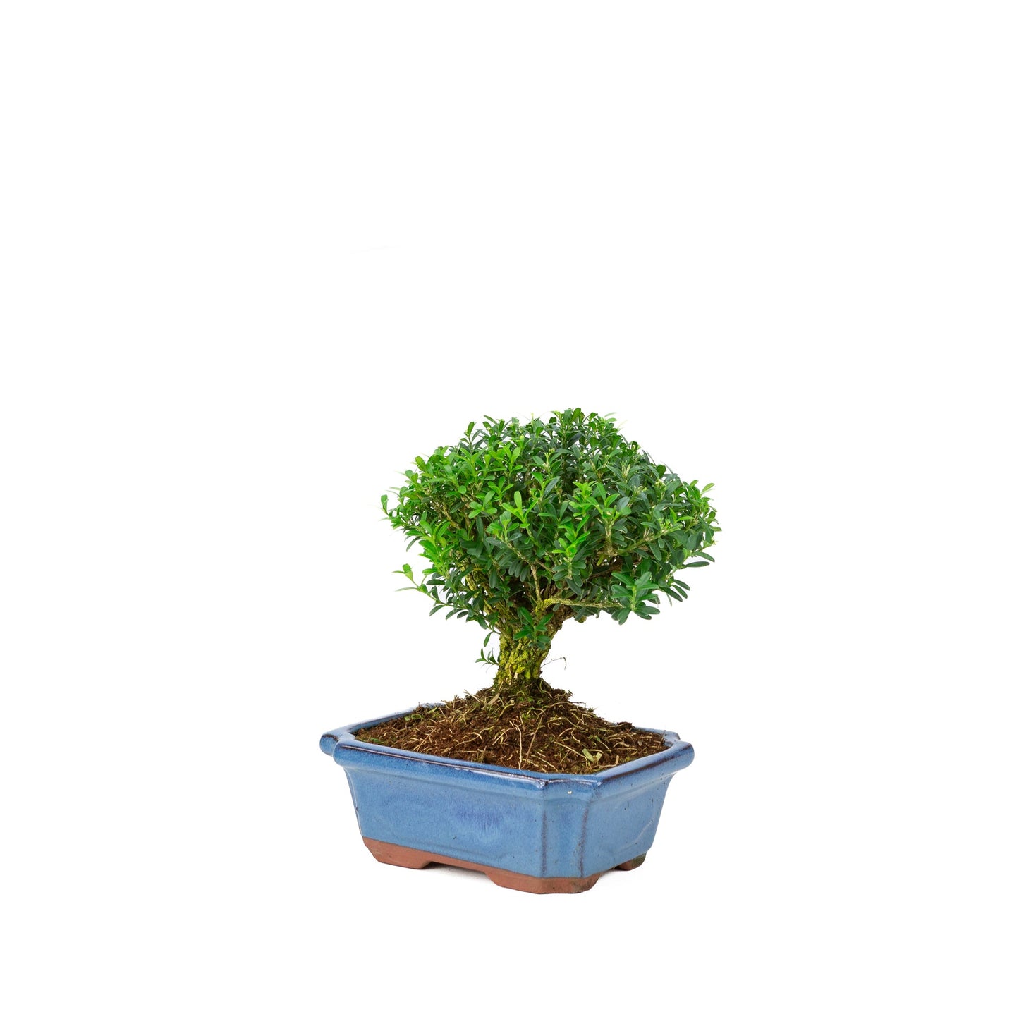 Buxus harlandii, besenförmig, blaue Schale, 19 cm Durchmesser, Höhe ca. 25 cm