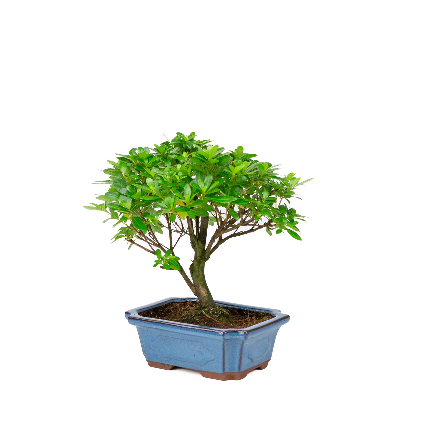 Rhododendron indicum, besenförmig, blauer Topf, 18 cm Durchmesser, Höhe ca. 36 cm