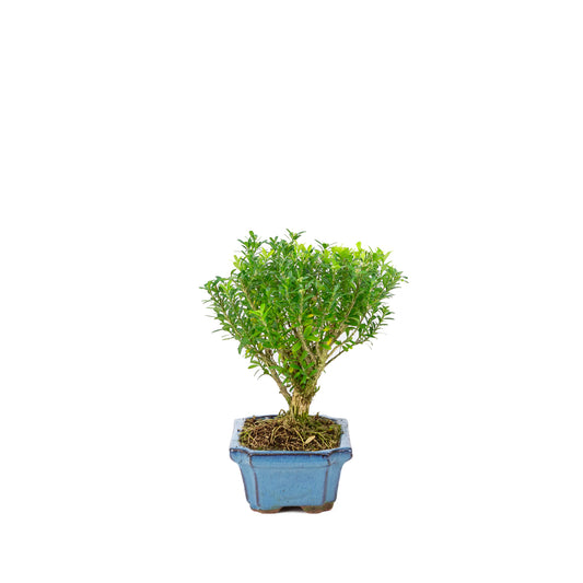 Buxus harlandii, besenförmig, blauer Topf, 15 cm Durchmesser, Höhe ca. 22 cm