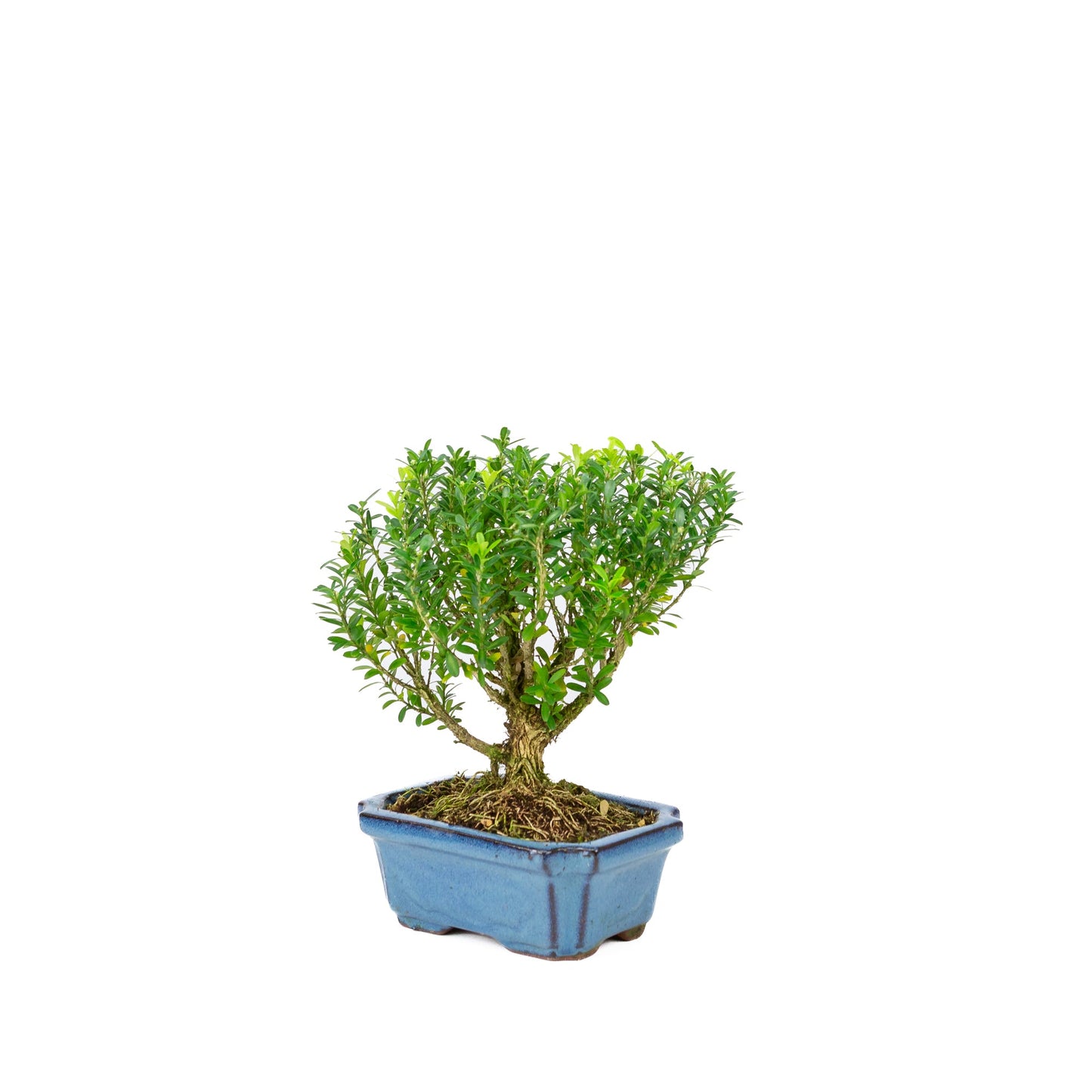 Buxus harlandii, besenförmig, blaue Schale, 15 cm Durchmesser, Höhe ca. 22 cm