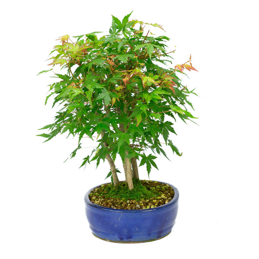 Buiten Bonsai Acer palmatum blauwe ovale pot 22cm, hoogte ~36cm