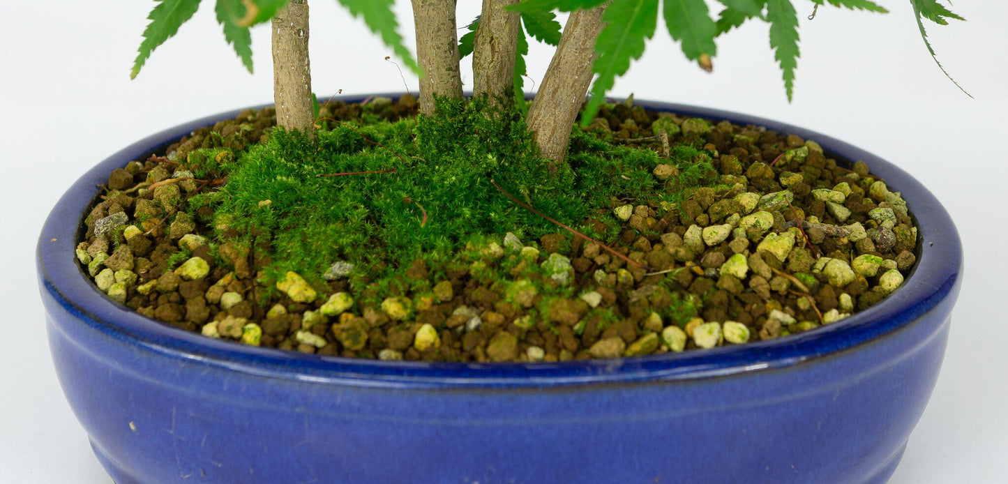 Buiten Bonsai Acer palmatum blauwe ovale pot 22cm, hoogte ~36cm