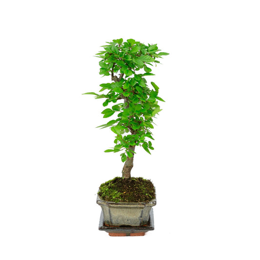 Binnen Bonsai Zelkova shape groene rechthoekige pot 15cm, hoogte ~ 30cm