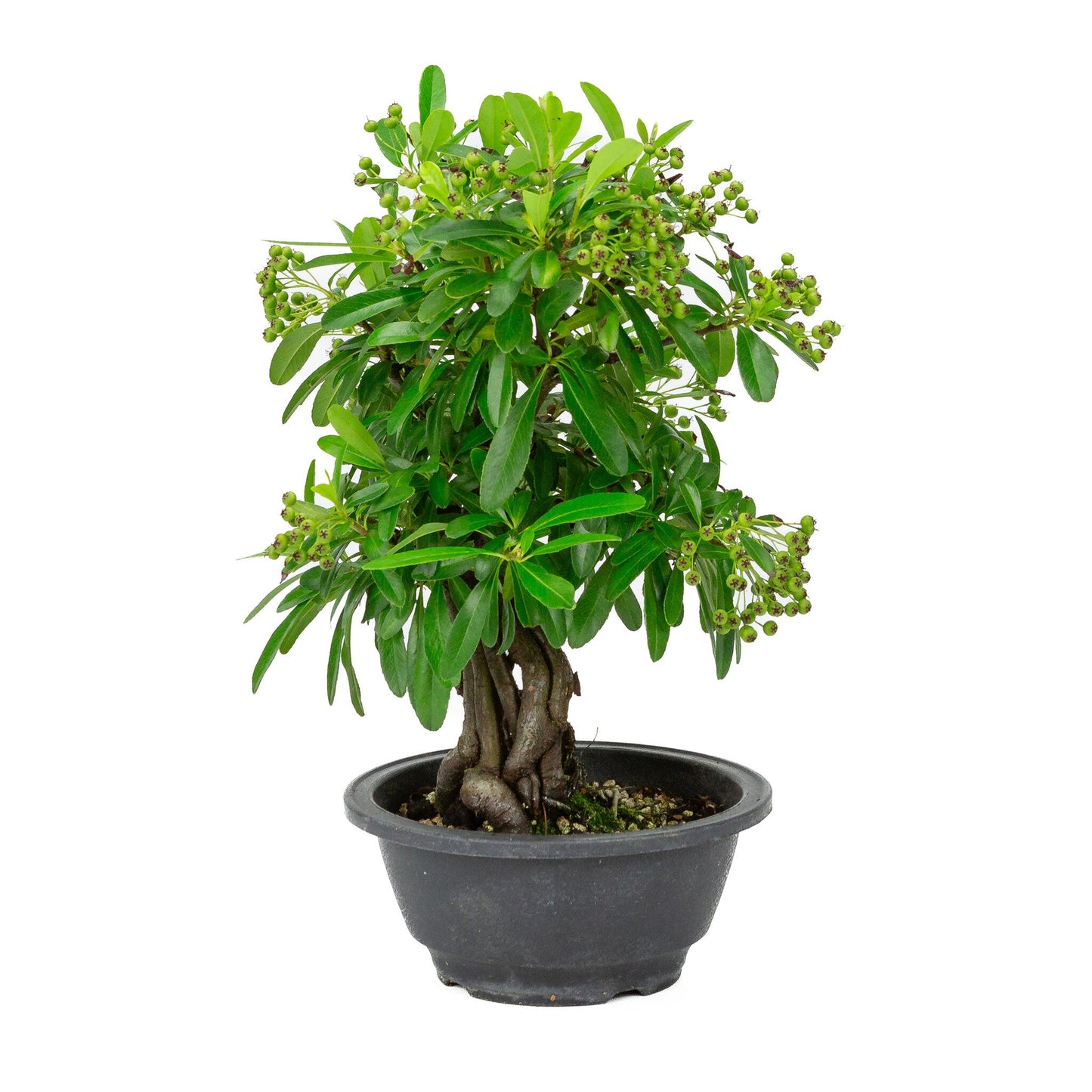 Buiten Bonsai Pyracantha plastic pot 16cm, hoogte ~32cm