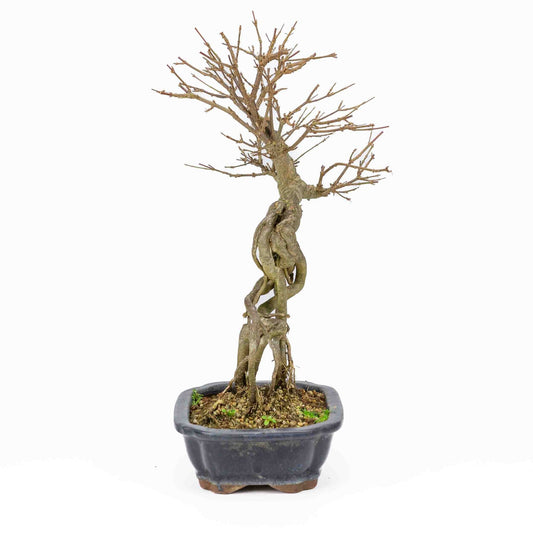 Buiten Bonsai Acer buergerianum blauwe rechthoekige Mokko pot 19cm, hoogte ~40cm