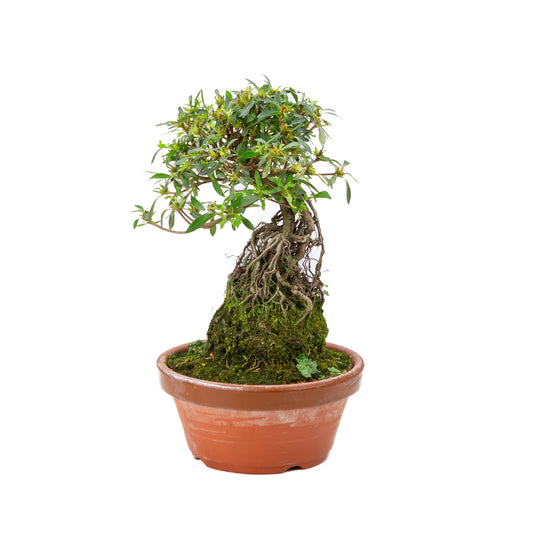 Buiten Bonsai Rhododendron indicum ''Shorin' terracotta pot 19cm, hoogte ~35cm