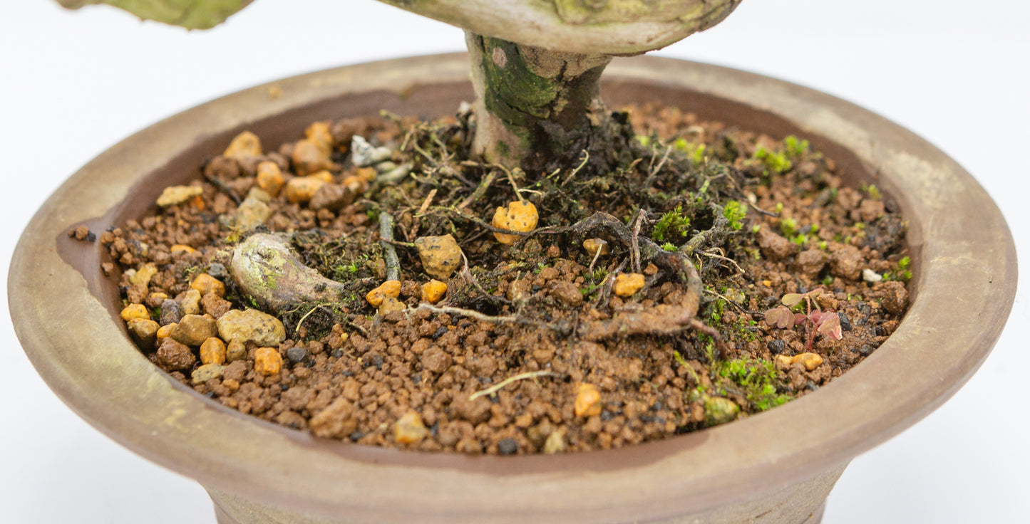 Buiten Bonsai Juniperus chinensis ongeglazuurde ronde pot 15cm, hoogte ~23cm