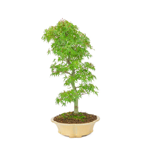 Buiten Bonsai Acer palmatum oranje beige ronde chrysant 20cm, hoogte ~ 48cm