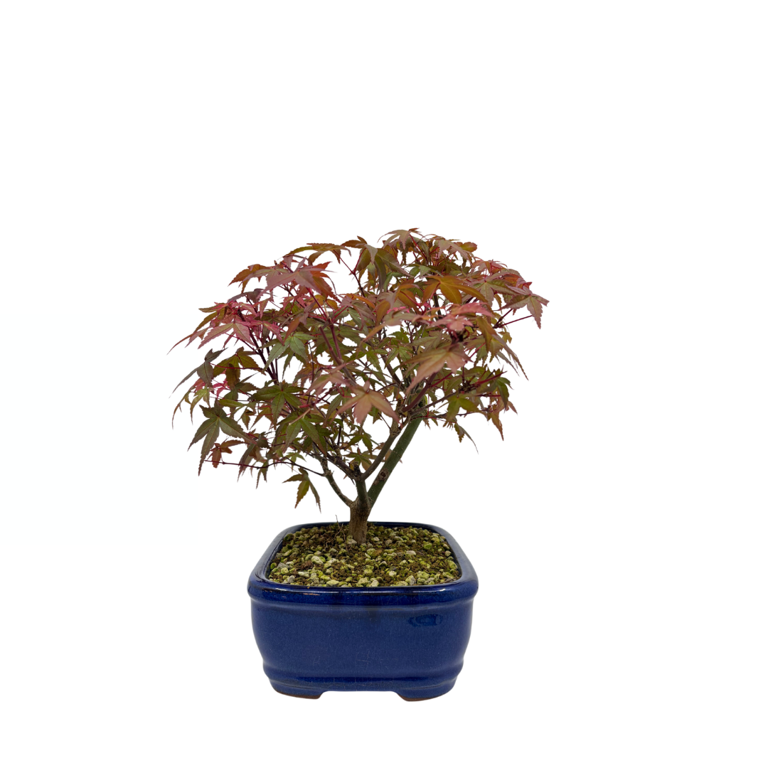 Acer palmatum 'Deshojo' (Japanischer Ahorn), Höhe ca. 28 cm