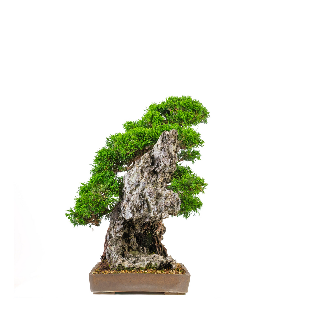 Juniperus chinensis (Chinesischer Wacholder) Nr. 89, Höhe ~52cm