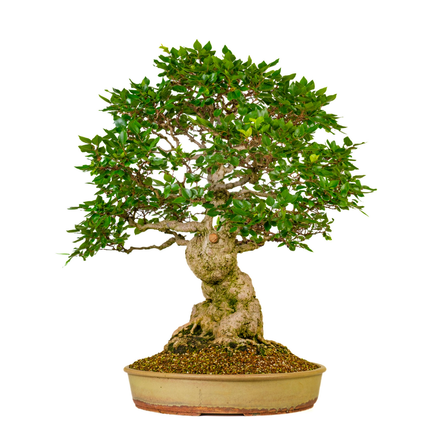Carpinus coreana (Koreanische Hainbuche) Nr. 38, Höhe ~80cm