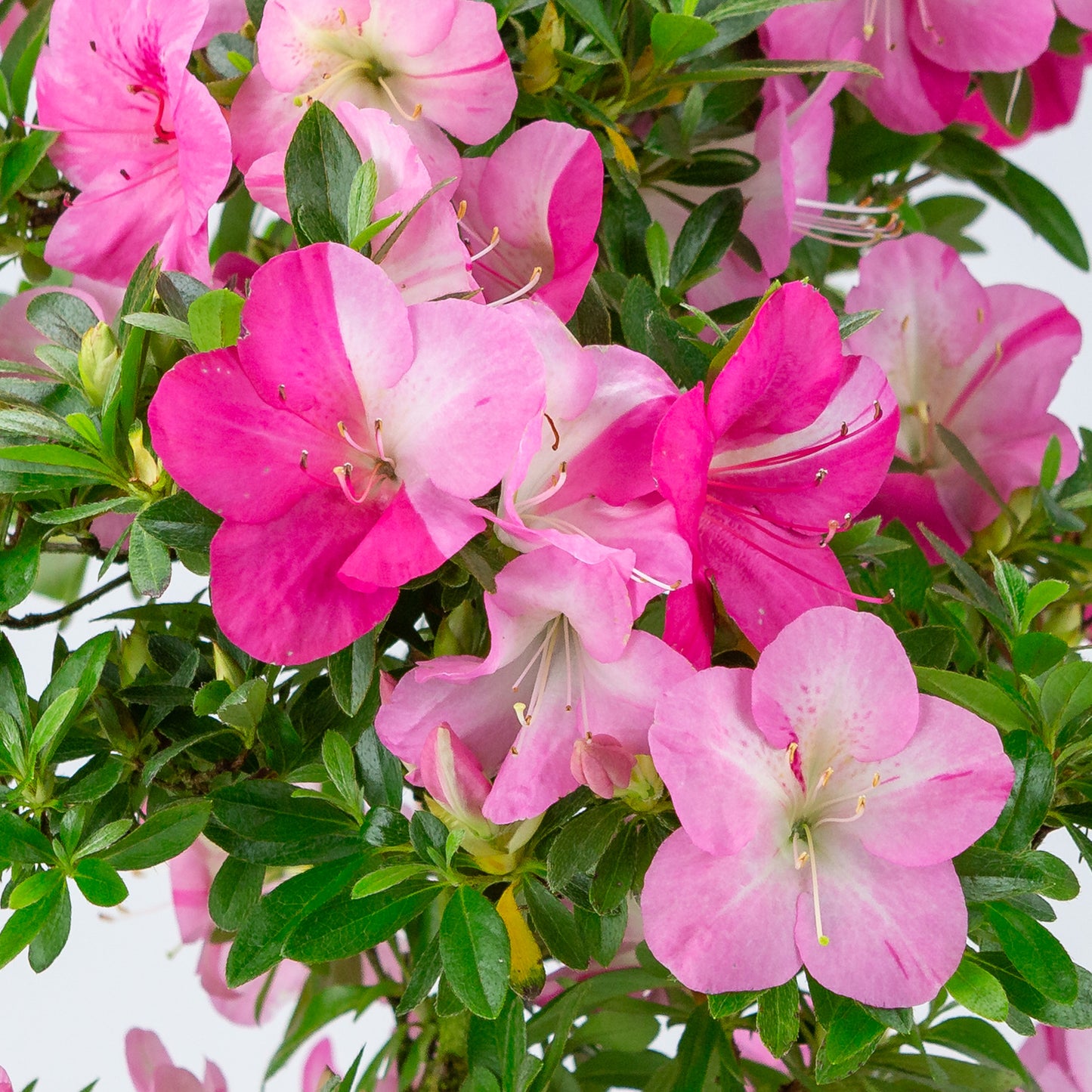 Rhododendron indicum (Satsuki-Azalee), Höhe ~56cm