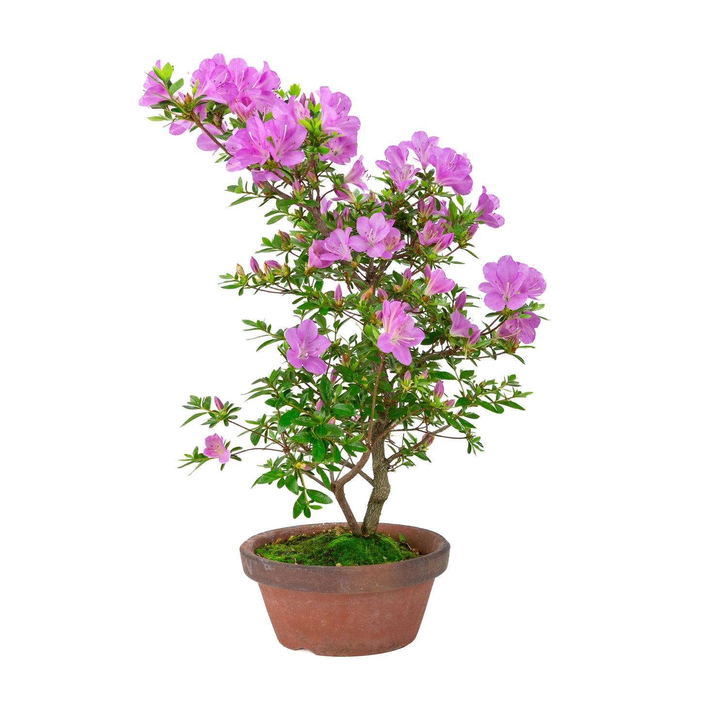 Rhododendron indicum 'Suzukaze' (Satsuki-Azalee), Höhe ~50cm
