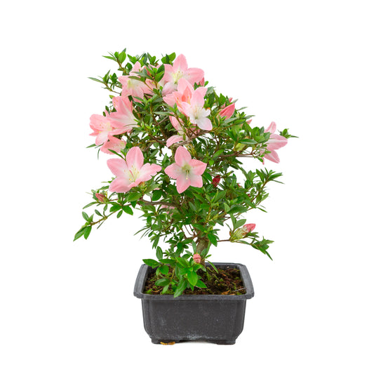 Rhododendron indicum 'Akari' (Satsuki-Azalee), Höhe ~46cm