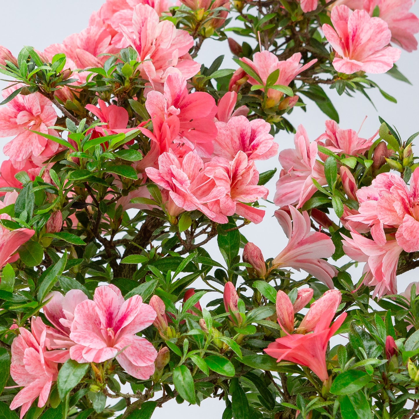 Rhododendron indicum 'Misato' (Satsuki-Azalee), Höhe ~52cm