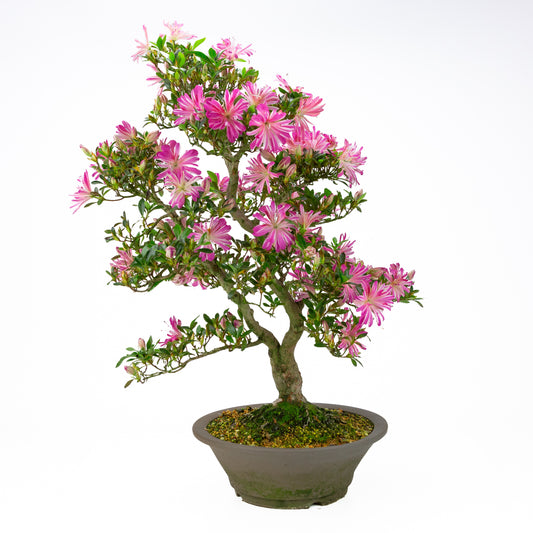 Rhododendron indicum 'Hanabin' (Satsuki-Azalee), Höhe ~60cm