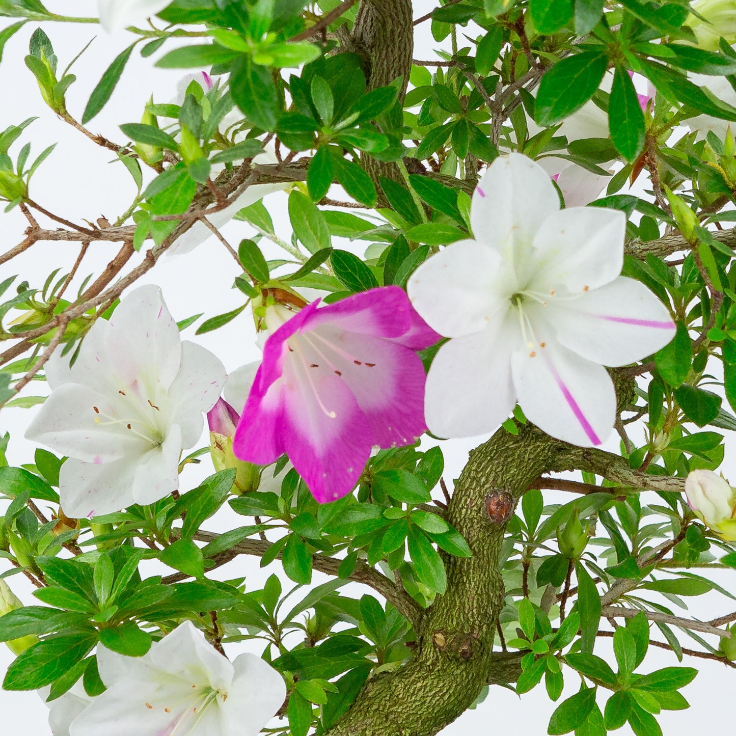 Rhododendron indicum 'Ruka' (Satsuki-Azalee), Höhe ca. 47cm