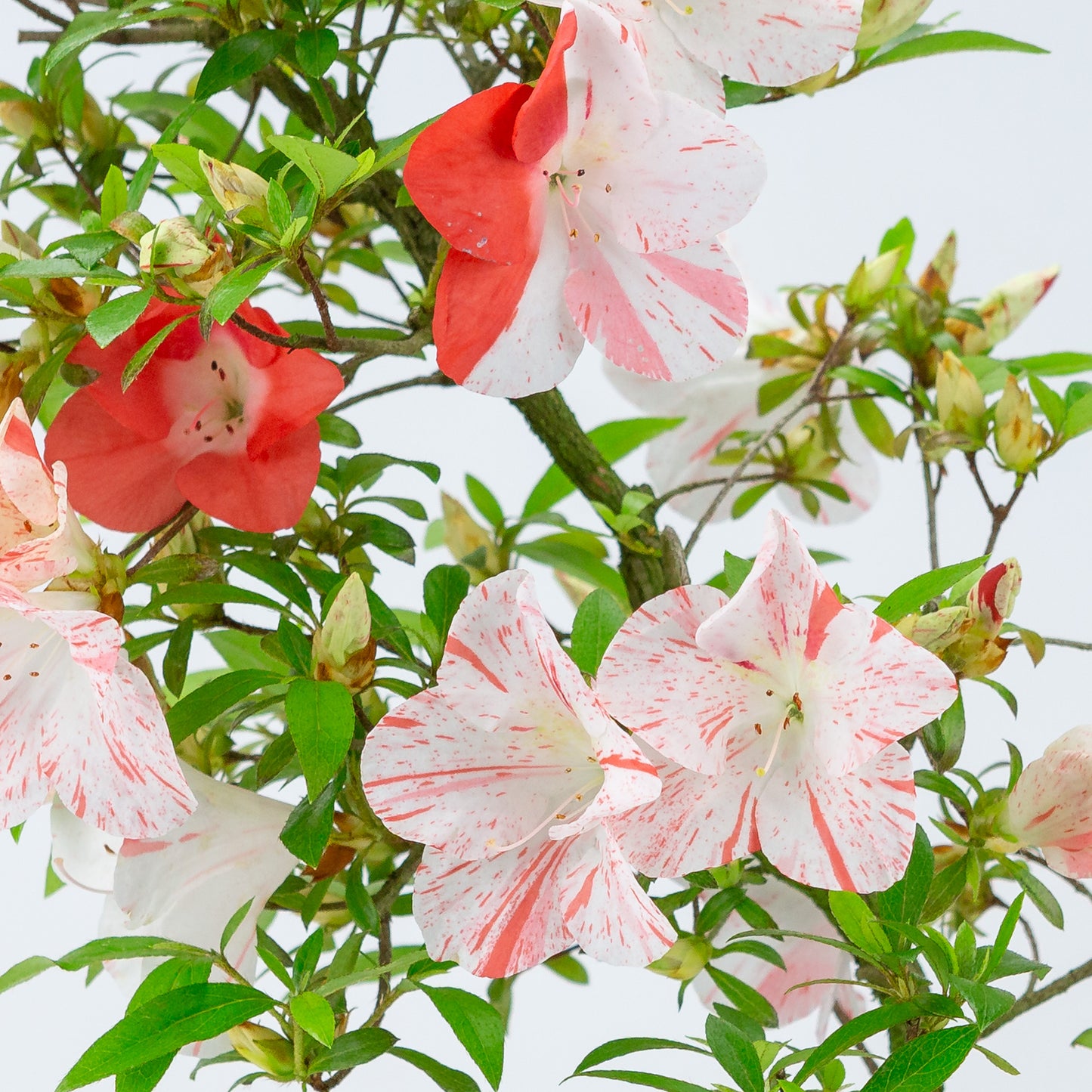 Rhododendron indicum 'Umihotaru' (Satsuki-Azalee), Höhe ~50cm