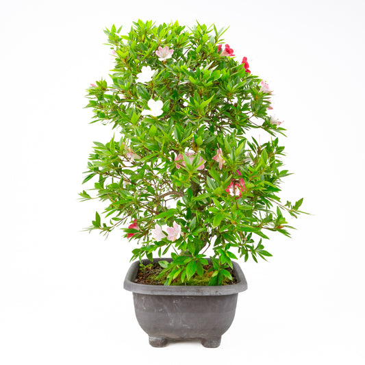 Rhododendron indicum 'Senhime' (Satsuki-Azalee), Höhe ~63cm