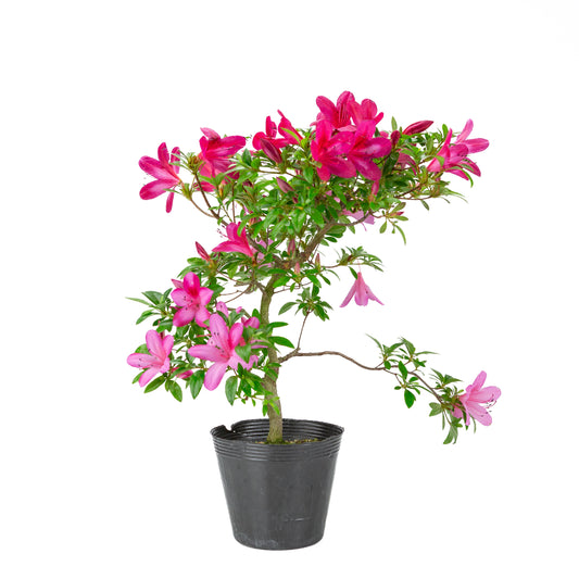 Rhododendron indicum (Satsuki-Azalee), Höhe ~48cm