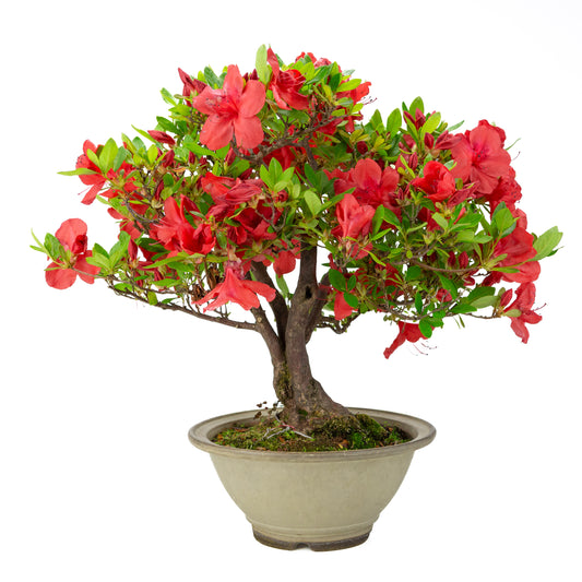 Rhododendron indicum 'Benigasa' (Satsuki-Azalee), Höhe ~55cm