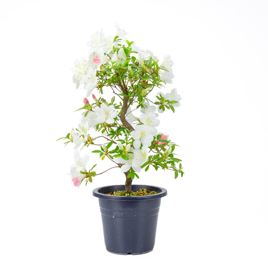Rhododendron indicum 'Moe' (Satsuki-Azalee), Höhe ~54cm
