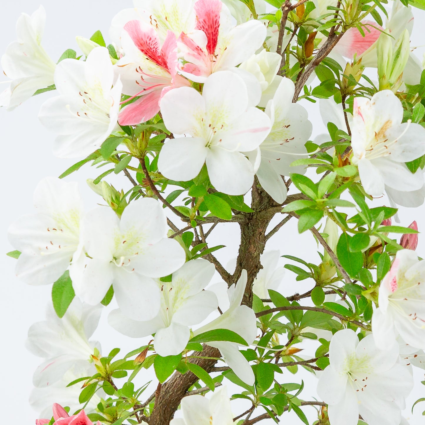 Rhododendron indicum 'Moe' (satsuki azalea), hoogte ~54cm