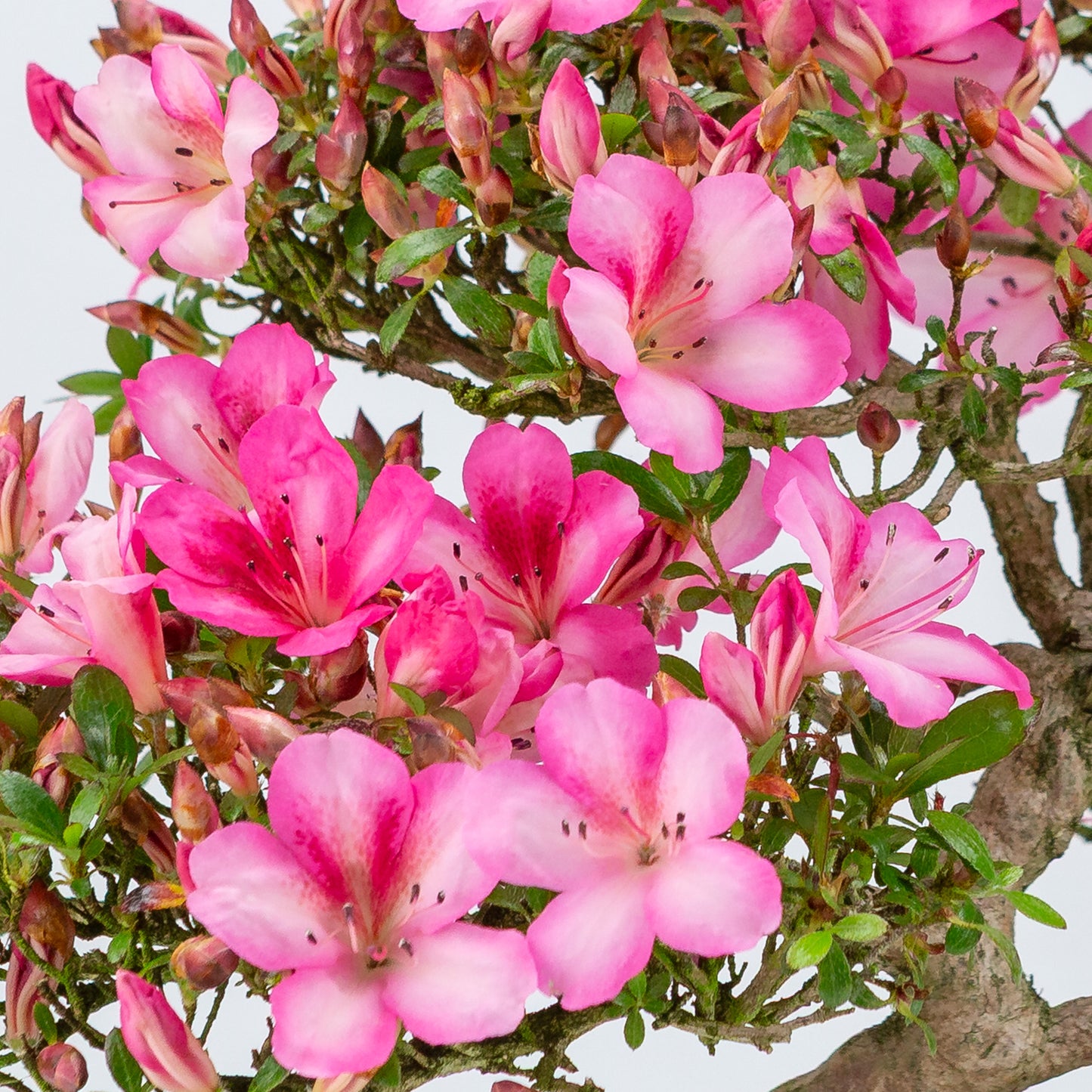 Rhododendron indicum 'Azuma Kagami' (Satsuki Azalee), Höhe ~37cm