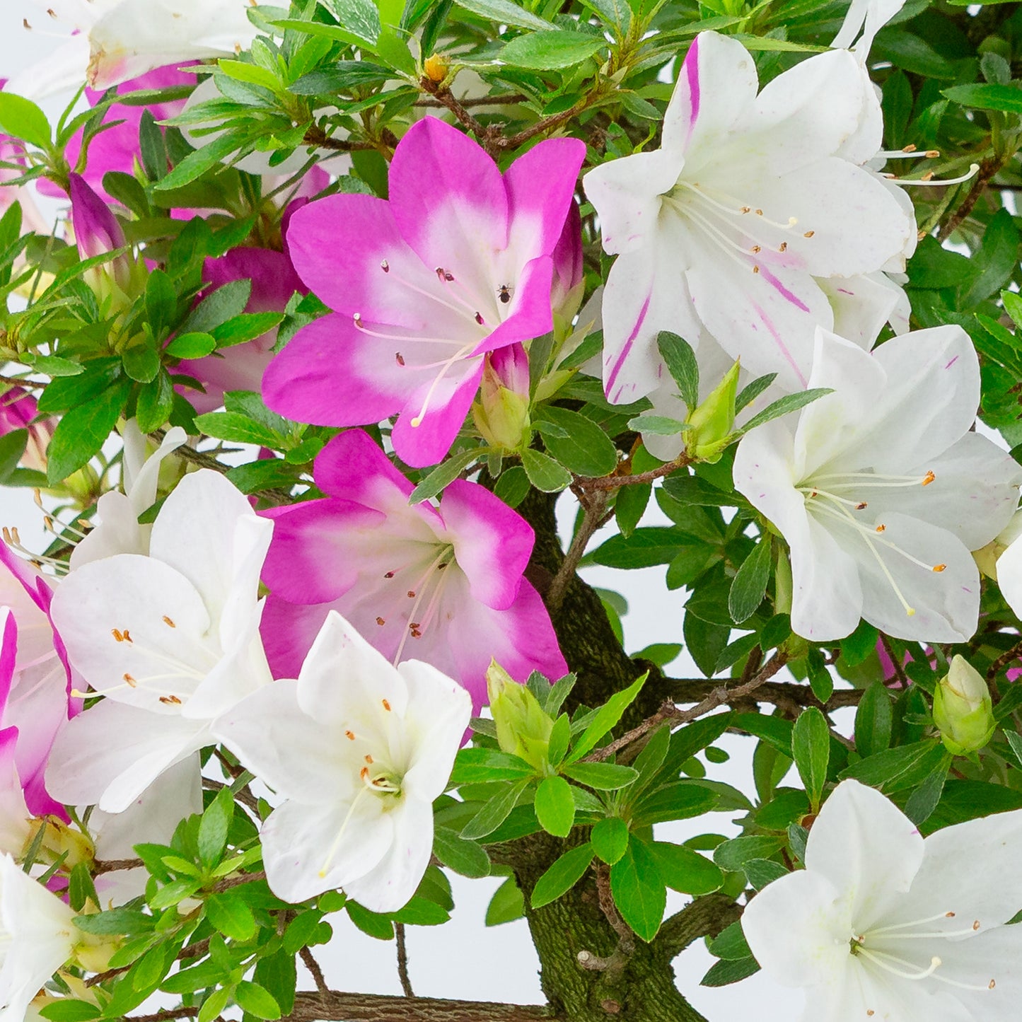 Rhododendron indicum 'Ruka' (satsuki azalea), hoogte ~43cm