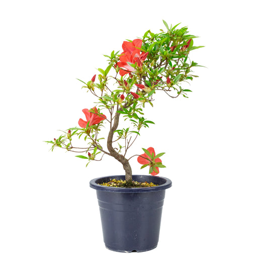 Rhododendron indicum 'Umi Hotaru' (Satsuki-Azalee), Höhe ~49cm