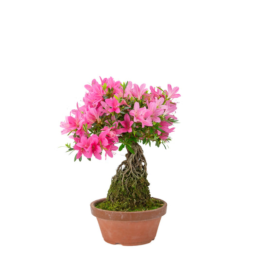 Rhododendron indicum (Satsuki-Azalee), Höhe ~38 cm