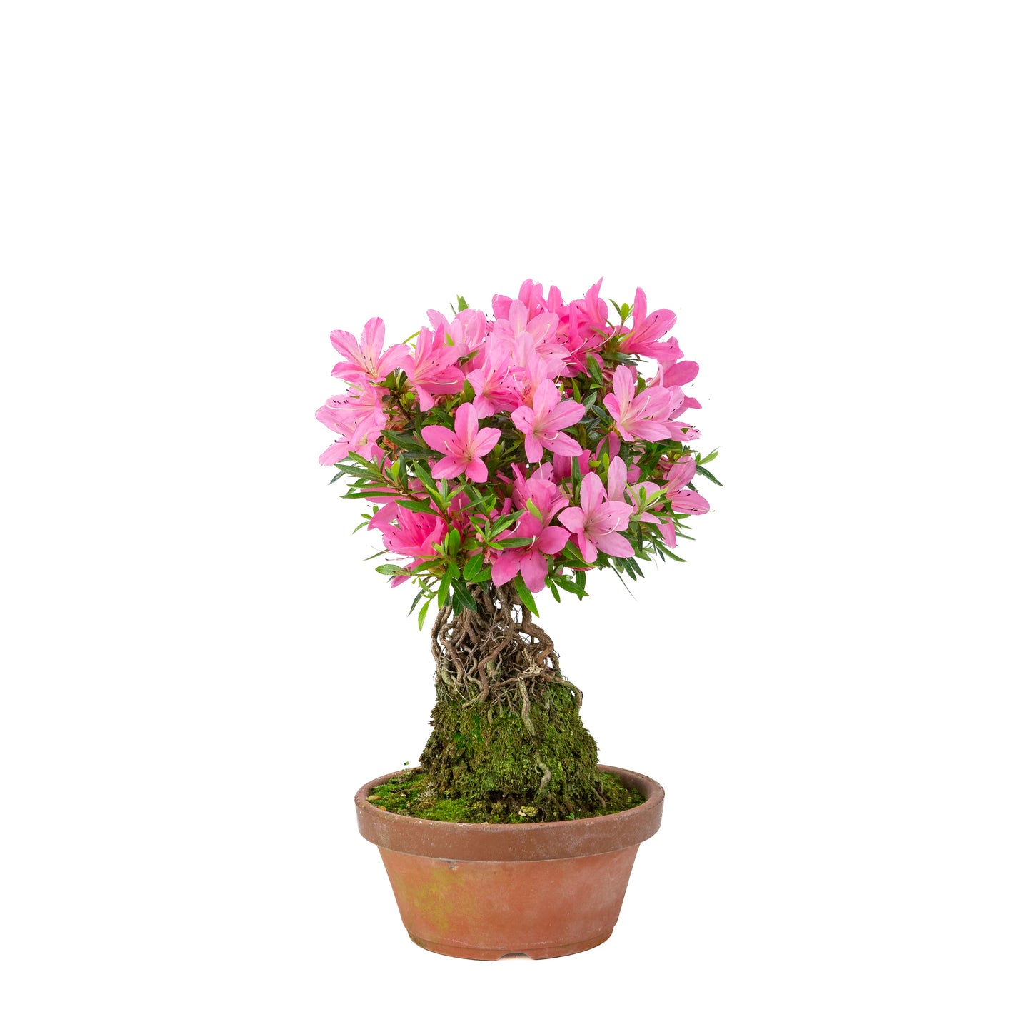 Rhododendron indicum (Satsuki-Azalee), Höhe ~38 cm