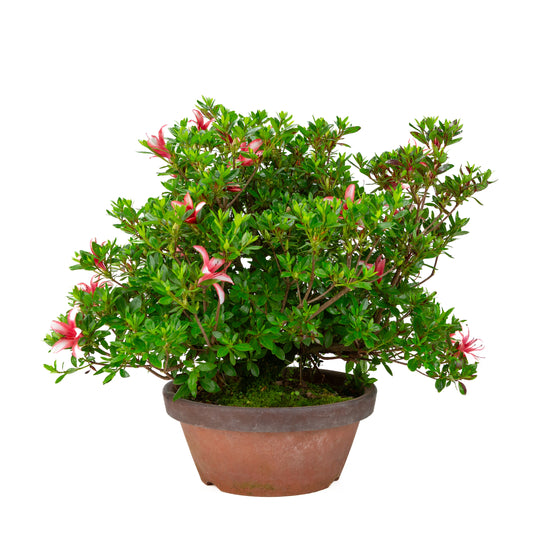 Rhododendron indicum 'Hotarubi' (Satsuki-Azalee), Höhe ~43 cm