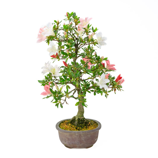 Rhododendron indicum (Satsuki-Azalee), Höhe ~52 cm