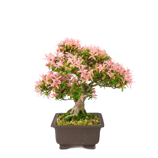 Rhododendron indicum (Satsuki-Azalee), Höhe ~41cm