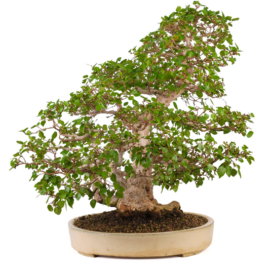 Carpinus coreana (Koreanische Hainbuche) Nr. 38, Höhe ~80cm