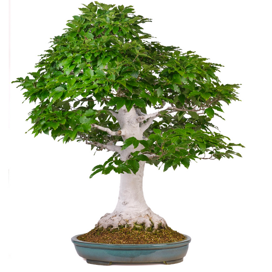 Fagus crenata (Japanische Buche) Nr. 120, Höhe ~105cm