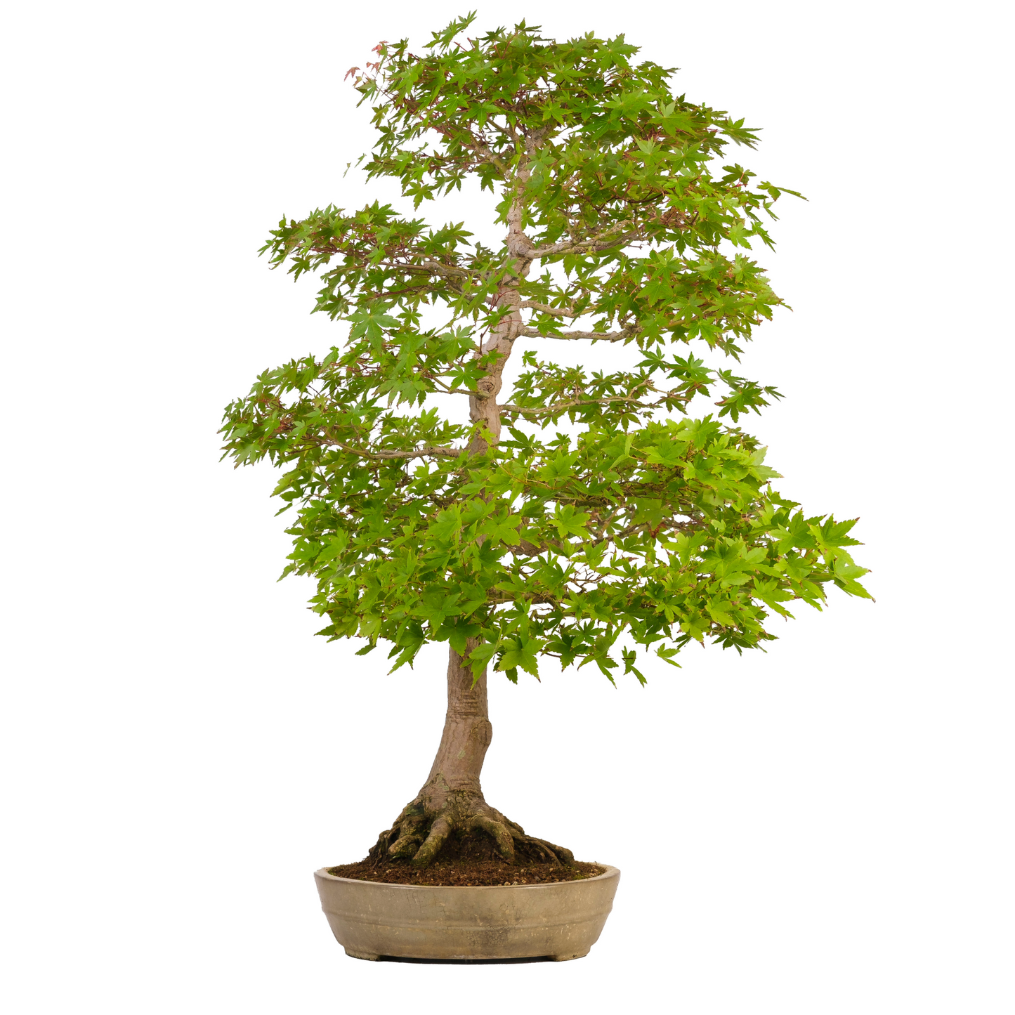 Acer palmatum (Japanischer Ahorn) Nr. 39, Höhe ~90cm