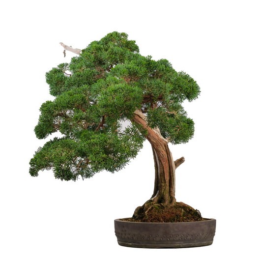 Juniperus chinensis (Chinesischer Wacholder) Nr. 60, Höhe ~75cm