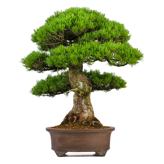 Pinus parviflora (Japanische Mädchenkiefer) Nr. 3, Höhe ca. 80cm