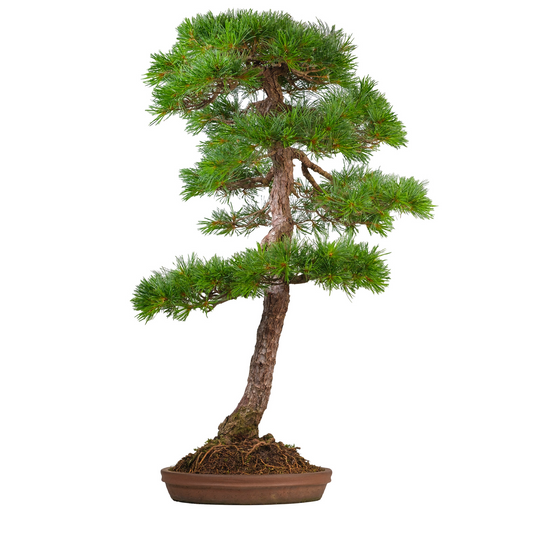 Pinus thunbergii (Schwarzkiefer) Nr. 51, Höhe ~112cm