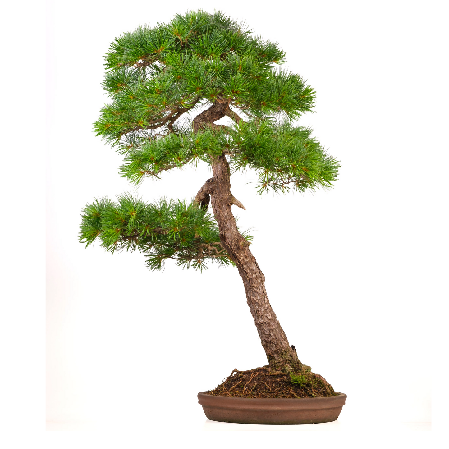 Pinus thunbergii (zwarte den) No. 51, hoogte ~112cm