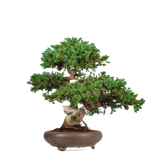 Juniperus procumbens (Kriechwacholder) Nr. 6, Höhe ~50cm