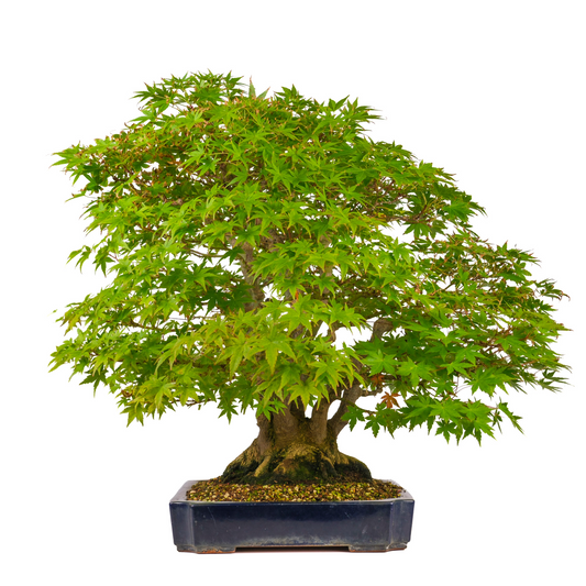 Acer palmatum (Japanischer Ahorn) Nr. 17, Höhe ~66cm