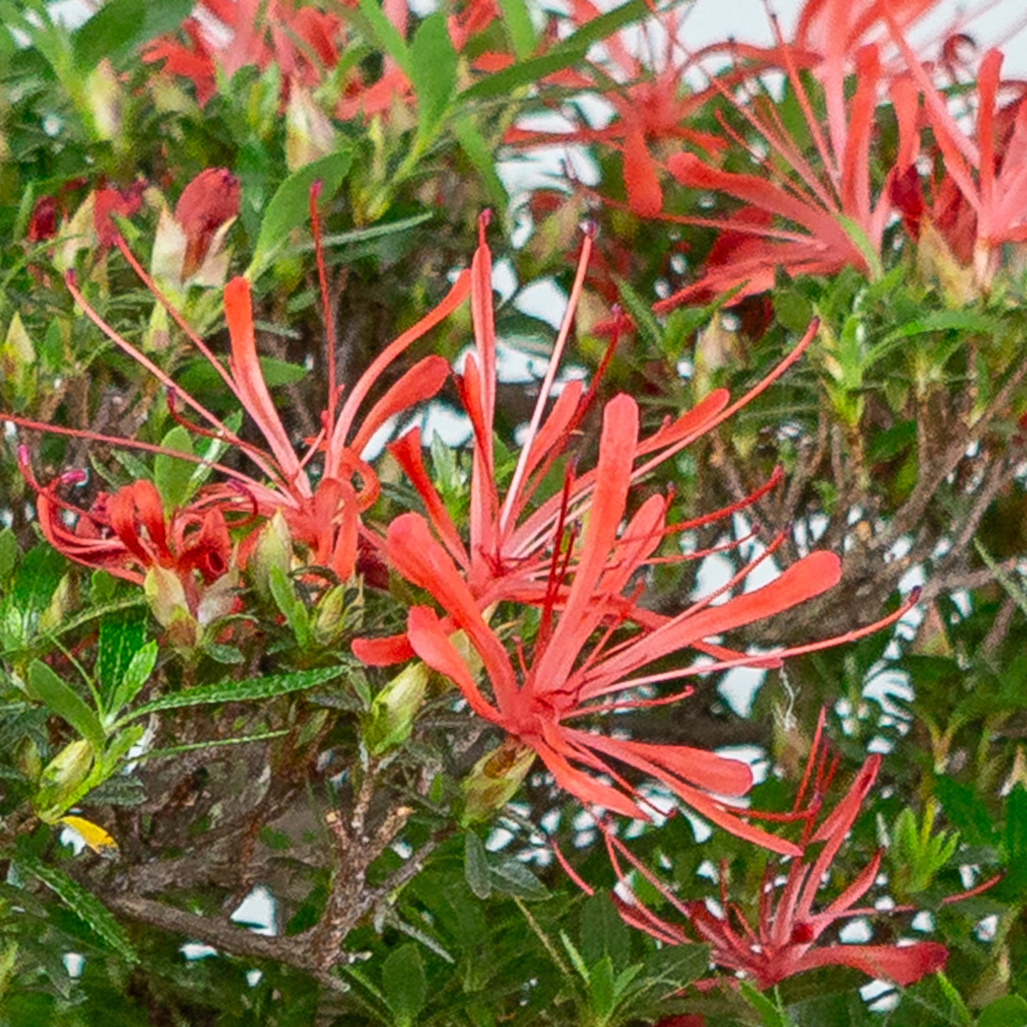 Rhododendron indicum 'Kinsai' (Satsuki-Azalee), Höhe ~52 cm