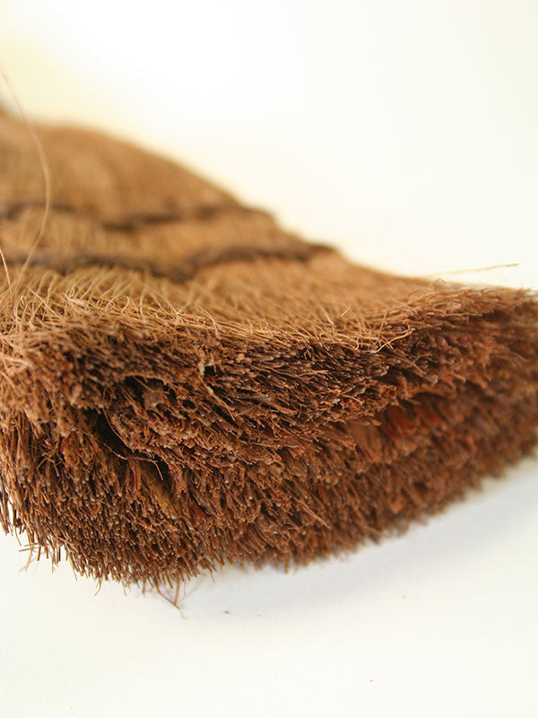 Bonsai cocosborsteltje 160 mm